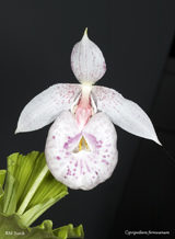 Cypripedium acaule